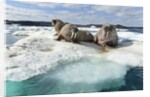 Walrus Resting on Ice in Hudson Bay, Nunavut, Canada by Anonymous