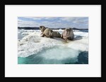 Walrus Resting on Ice in Hudson Bay, Nunavut, Canada by Anonymous