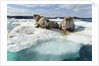 Walrus Resting on Ice in Hudson Bay, Nunavut, Canada by Anonymous