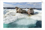 Walrus Resting on Ice in Hudson Bay, Nunavut, Canada by Anonymous
