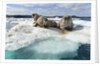 Walrus Resting on Ice in Hudson Bay, Nunavut, Canada by Anonymous
