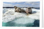 Walrus Resting on Ice in Hudson Bay, Nunavut, Canada by Anonymous