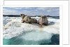 Walrus Resting on Ice in Hudson Bay, Nunavut, Canada by Anonymous