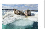 Walrus Resting on Ice in Hudson Bay, Nunavut, Canada by Anonymous