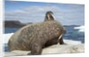 Walrus Resting on Ice in Hudson Bay, Nunavut, Canada by Anonymous