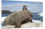 Walrus Resting on Ice in Hudson Bay, Nunavut, Canada by Anonymous