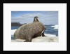 Walrus Resting on Ice in Hudson Bay, Nunavut, Canada by Anonymous