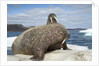 Walrus Resting on Ice in Hudson Bay, Nunavut, Canada by Anonymous