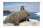 Walrus Resting on Ice in Hudson Bay, Nunavut, Canada by Anonymous