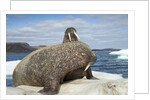 Walrus Resting on Ice in Hudson Bay, Nunavut, Canada by Anonymous