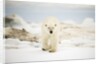 Polar Bear on Hudson Bay Sea Ice, Nunavut Territory, Canada by Anonymous