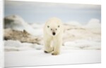 Polar Bear on Hudson Bay Sea Ice, Nunavut Territory, Canada by Anonymous