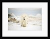 Polar Bear on Hudson Bay Sea Ice, Nunavut Territory, Canada by Anonymous