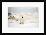 Polar Bear on Hudson Bay Sea Ice, Nunavut Territory, Canada by Anonymous