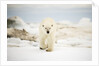 Polar Bear on Hudson Bay Sea Ice, Nunavut Territory, Canada by Anonymous