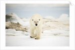 Polar Bear on Hudson Bay Sea Ice, Nunavut Territory, Canada by Anonymous