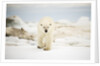 Polar Bear on Hudson Bay Sea Ice, Nunavut Territory, Canada by Anonymous
