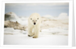 Polar Bear on Hudson Bay Sea Ice, Nunavut Territory, Canada by Anonymous