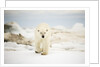 Polar Bear on Hudson Bay Sea Ice, Nunavut Territory, Canada by Anonymous
