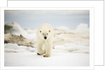 Polar Bear on Hudson Bay Sea Ice, Nunavut Territory, Canada by Anonymous
