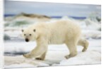 Polar Bear on Hudson Bay Sea Ice, Nunavut Territory, Canada by Anonymous
