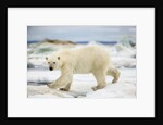 Polar Bear on Hudson Bay Sea Ice, Nunavut Territory, Canada by Anonymous