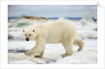Polar Bear on Hudson Bay Sea Ice, Nunavut Territory, Canada by Anonymous