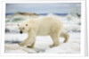 Polar Bear on Hudson Bay Sea Ice, Nunavut Territory, Canada by Anonymous