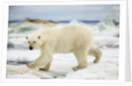 Polar Bear on Hudson Bay Sea Ice, Nunavut Territory, Canada by Anonymous