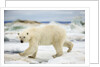 Polar Bear on Hudson Bay Sea Ice, Nunavut Territory, Canada by Anonymous