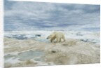 Polar Bear on Hudson Bay Sea Ice, Nunavut Territory, Canada by Anonymous