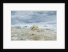 Polar Bear on Hudson Bay Sea Ice, Nunavut Territory, Canada by Anonymous