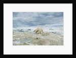 Polar Bear on Hudson Bay Sea Ice, Nunavut Territory, Canada by Anonymous