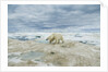 Polar Bear on Hudson Bay Sea Ice, Nunavut Territory, Canada by Anonymous
