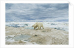 Polar Bear on Hudson Bay Sea Ice, Nunavut Territory, Canada by Anonymous