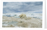 Polar Bear on Hudson Bay Sea Ice, Nunavut Territory, Canada by Anonymous