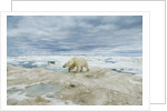 Polar Bear on Hudson Bay Sea Ice, Nunavut Territory, Canada by Anonymous