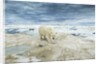 Polar Bear on Hudson Bay Sea Ice, Nunavut Territory, Canada by Anonymous