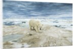 Polar Bear on Hudson Bay Sea Ice, Nunavut Territory, Canada by Anonymous