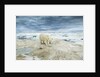 Polar Bear on Hudson Bay Sea Ice, Nunavut Territory, Canada by Anonymous
