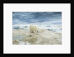 Polar Bear on Hudson Bay Sea Ice, Nunavut Territory, Canada by Anonymous