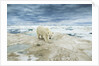 Polar Bear on Hudson Bay Sea Ice, Nunavut Territory, Canada by Anonymous