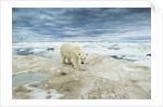 Polar Bear on Hudson Bay Sea Ice, Nunavut Territory, Canada by Anonymous