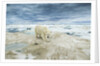 Polar Bear on Hudson Bay Sea Ice, Nunavut Territory, Canada by Anonymous