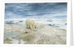 Polar Bear on Hudson Bay Sea Ice, Nunavut Territory, Canada by Anonymous