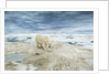 Polar Bear on Hudson Bay Sea Ice, Nunavut Territory, Canada by Anonymous