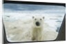 Polar Bear Looking into Boat Window, Nunavut, Canada by Corbis