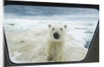 Polar Bear Looking into Boat Window, Nunavut, Canada by Corbis