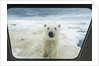 Polar Bear Looking into Boat Window, Nunavut, Canada by Corbis