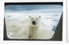 Polar Bear Looking into Boat Window, Nunavut, Canada by Corbis